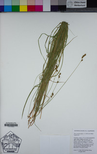 Carex mariposana image