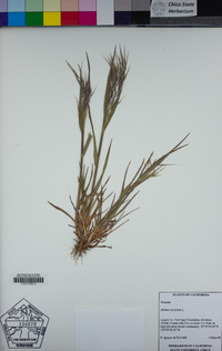 Bromus tectorum image