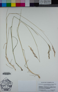 Rytidosperma racemosum image