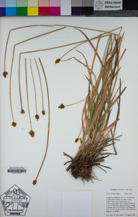 Carex abrupta image