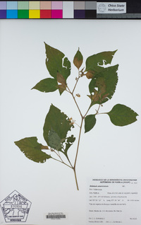 Solanum americanum image