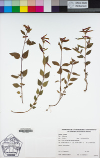 Image of Cuphea cyanea