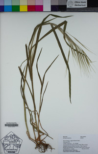 Bromus diandrus image