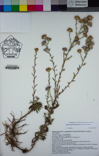 Symphyotrichum subspicatum image