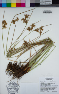 Juncus effusus image