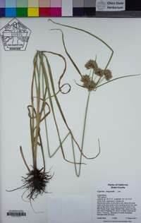 Cyperus eragrostis image