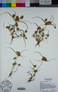 Cyperus erythrorhizos image