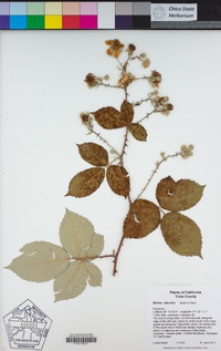 Rubus armeniacus image