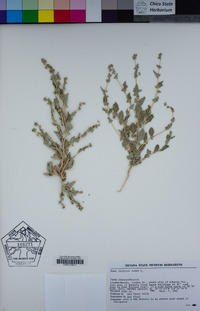 Atriplex rosea image