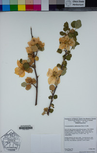 Fremontodendron californicum image