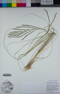 Leptochloa fusca image