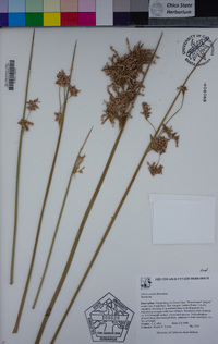 Juncus textilis image