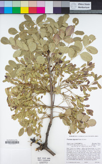 Fraxinus dipetala image