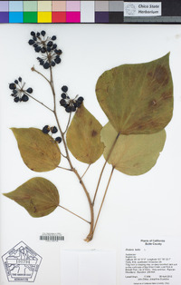 Hedera helix image