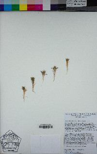 Navarretia atractyloides image