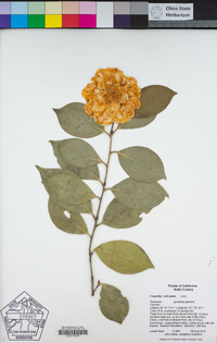 Image of Camellia reticulata