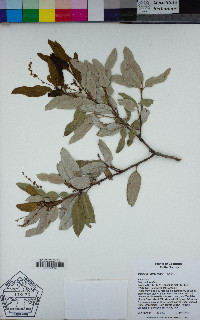 Quercus chrysolepis image