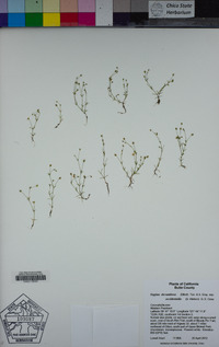 Sagina decumbens subsp. occidentalis image