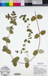 Lonicera hispidula image