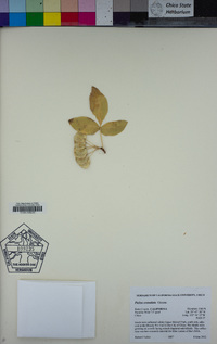 Ptelea crenulata image
