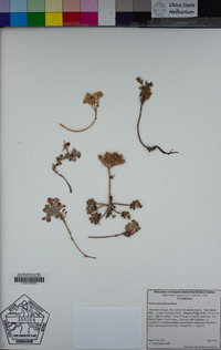 Sedum spathulifolium image