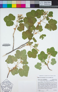 Ribes viscosissimum image