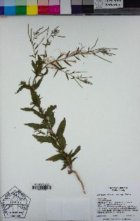 Epilobium ciliatum image