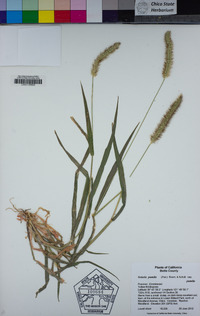 Setaria pumila image