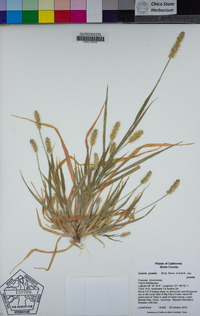 Setaria pumila image