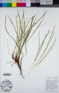 Carex geyeri image