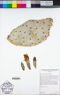 Opuntia littoralis image