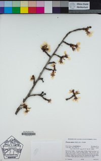 Prunus dulcis image