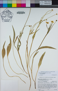 Ranunculus alismifolius image