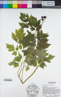 Actaea rubra image