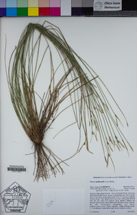 Carex multicaulis image