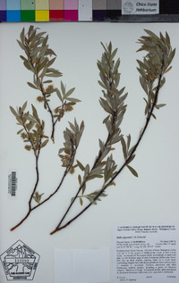 Salix jepsonii image