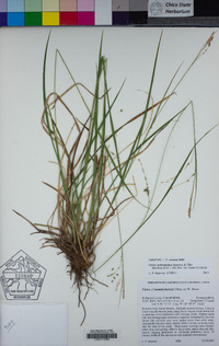 Carex cyrtostachya image