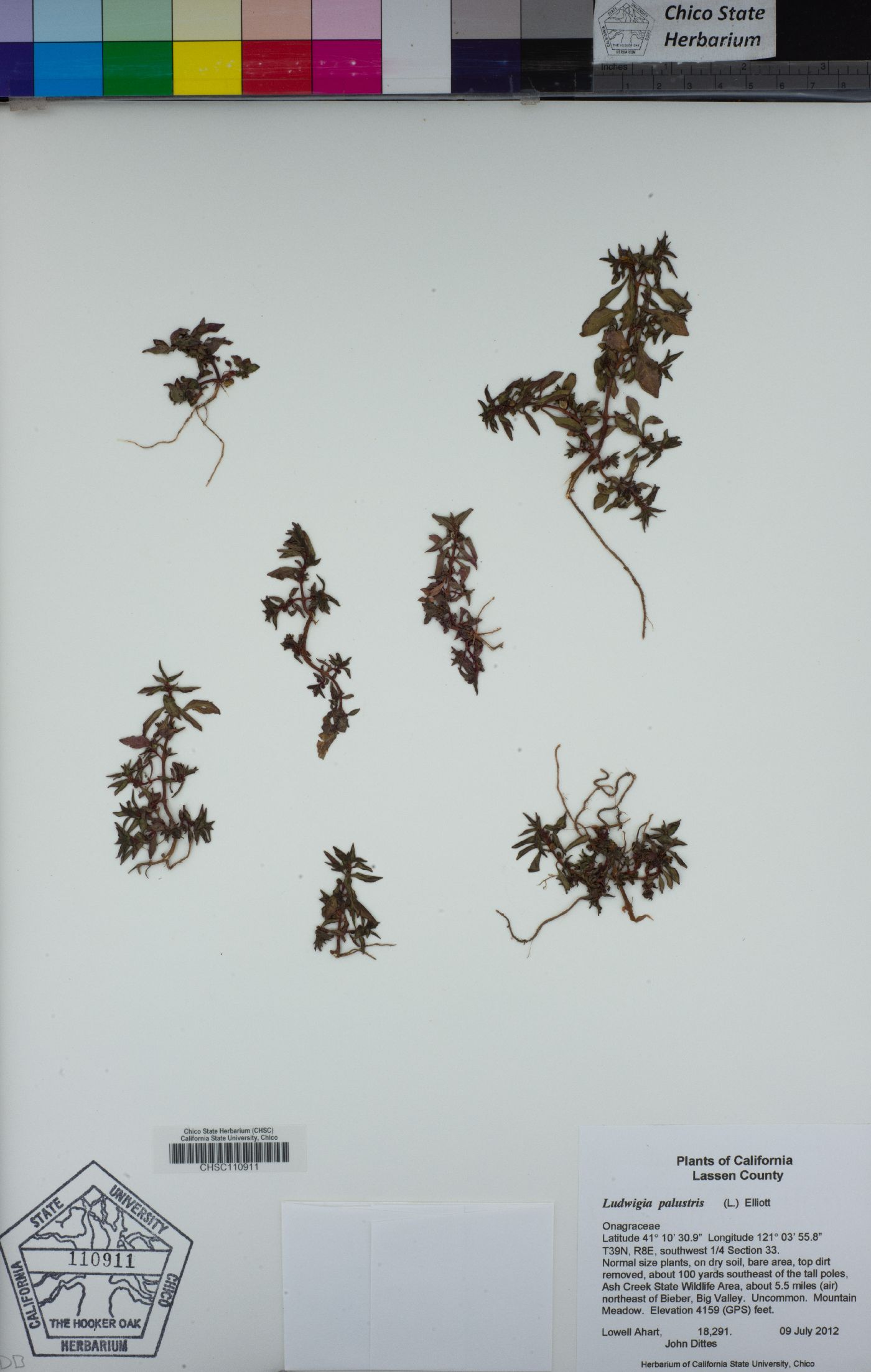 Ludwigia palustris image