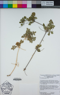 Clematis pauciflora image