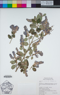 Ceanothus thyrsiflorus var. griseus image