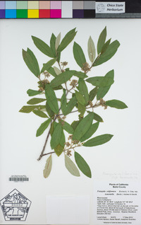 Frangula californica subsp. tomentella image