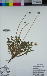 Taraxacum erythrospermum image