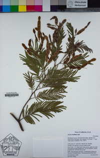 Acacia dealbata image