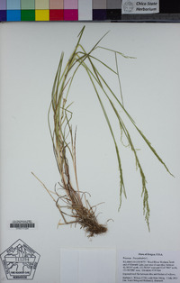 Poa palustris image