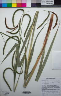 Carex pendula image