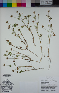 Trifolium bifidum image