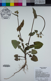 Sonchus oleraceus image