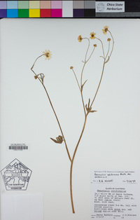 Ranunculus californicus var. californicus image