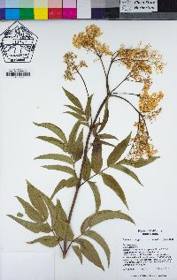 Sambucus nigra image