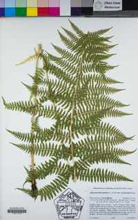 Athyrium filix-femina image